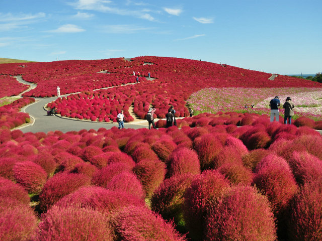 国営ひたち海浜公園で、大自然の中でありとあらゆる遊びを体験！