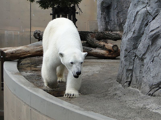 旭山動物園で動物の自然な姿が見られる！おすすめエリアを紹介