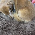 堀井琴音のアイコン