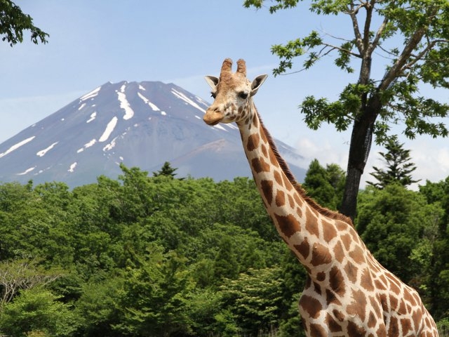 ライド型動物園である富士サファリパークの見所を紹介！