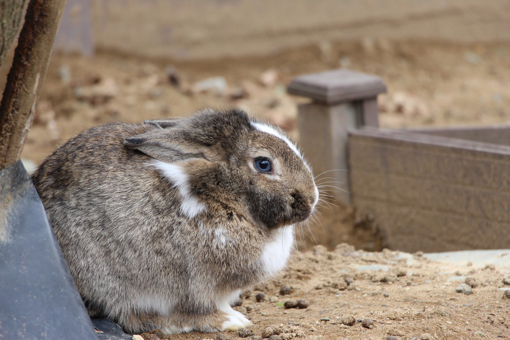 たくさんの種類のうさぎがいる／月うさぎの里（石川県／加賀市）