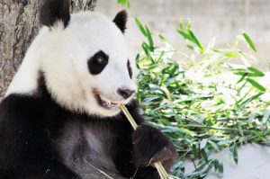 神戸市立王子動物園はパンダとコアラに会える日本唯一の場所！