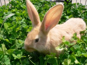 月うさぎの里の見所を紹介！うさぎとふれ合える癒やしのテーマパーク