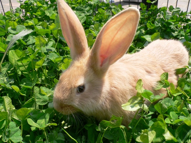 月うさぎの里の見所を紹介！うさぎとふれ合える癒やしのテーマパーク
