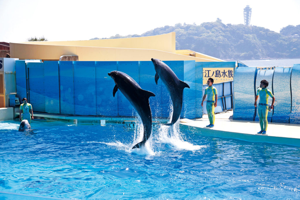 イルカ・アシカショー「きずな/kizuna」/新江ノ島水族館(神奈川県/藤沢市)