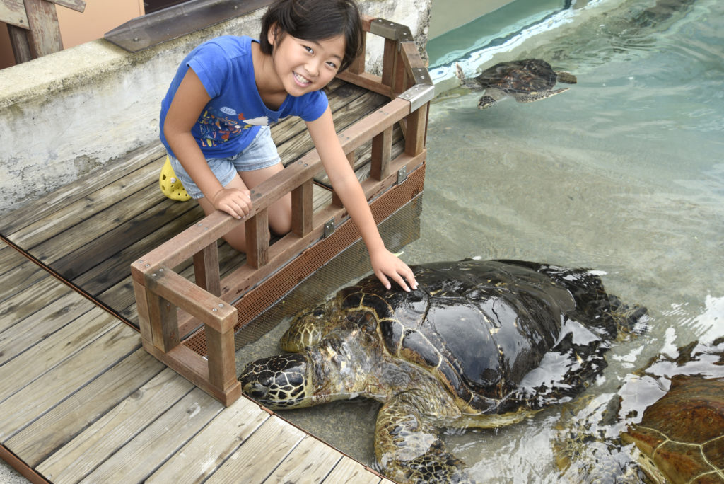ウミガメとふれあう様子/新江ノ島水族館(神奈川県/藤沢市)