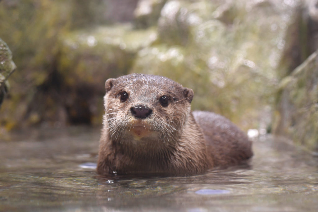 新展示「カワウソ~木漏れ日のオアシス~」/新江ノ島水族館(神奈川県/藤沢市)