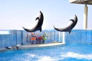 水族館に江ノ電、日本最大級のジオラマまで！親子で遊べる「藤沢」にいこう