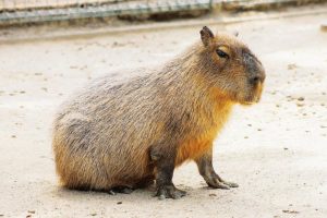 いろいろなお楽しみが詰まった遊びの宝箱！海の中道海浜公園