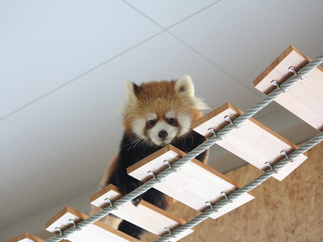 冬でも雨でも動物ウォッチングが楽しめる札幌市円山動物園