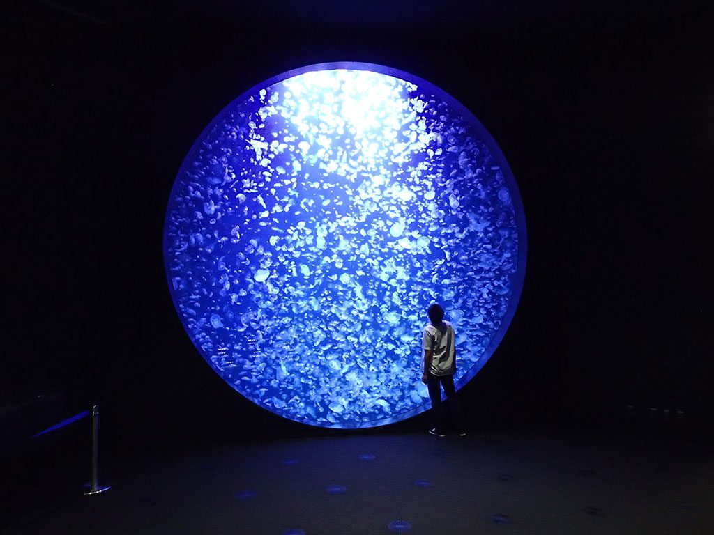 幻想的なクラゲの世界に夢中！鶴岡市立加茂水族館は子ども連れにおすすめ