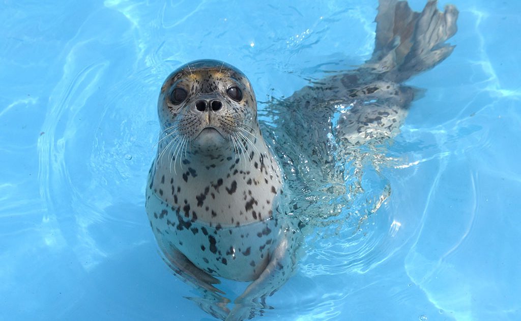 イルカやトドのパフォーマンスが人気！北海道最大級の「おたる水族館
