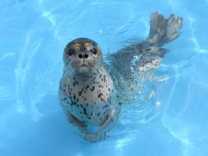イルカやトドのパフォーマンスが人気！北海道最大級の「おたる水族館」の魅力