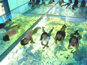 ガラス張りの水面に寝転んで魚を観察?! ふれあい体験もいっぱいの「越前松島水族館」