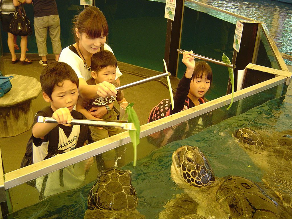 ウミガメにトングでエサをあげる子どもたち／越前松島水族館（福井県坂井市）