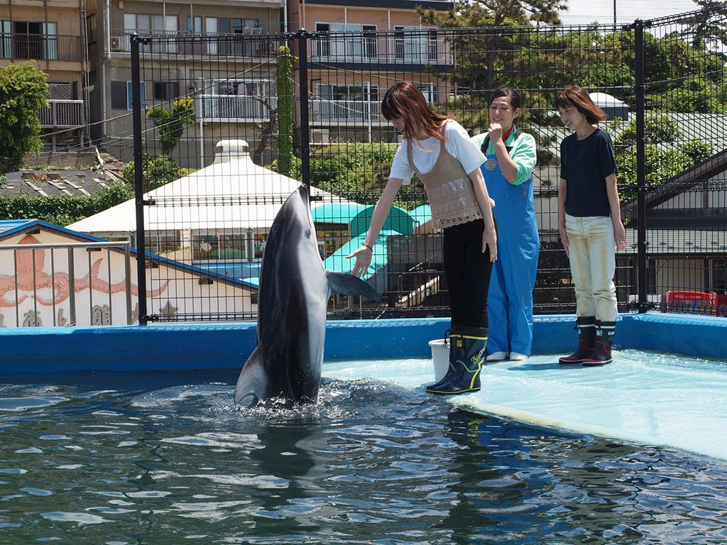 カマイルカとふれあい体験／越前松島水族館（福井県坂井市）