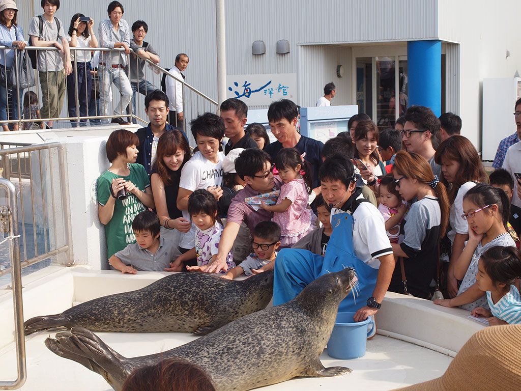 親子で賑わうアザラシのふれあいタイム／越前松島水族館（福井県坂井市）