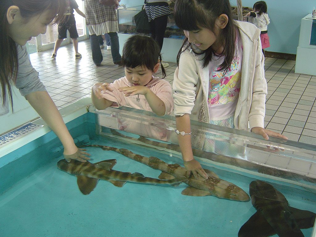 サメにさわる親子／越前松島水族館（福井県坂井市）