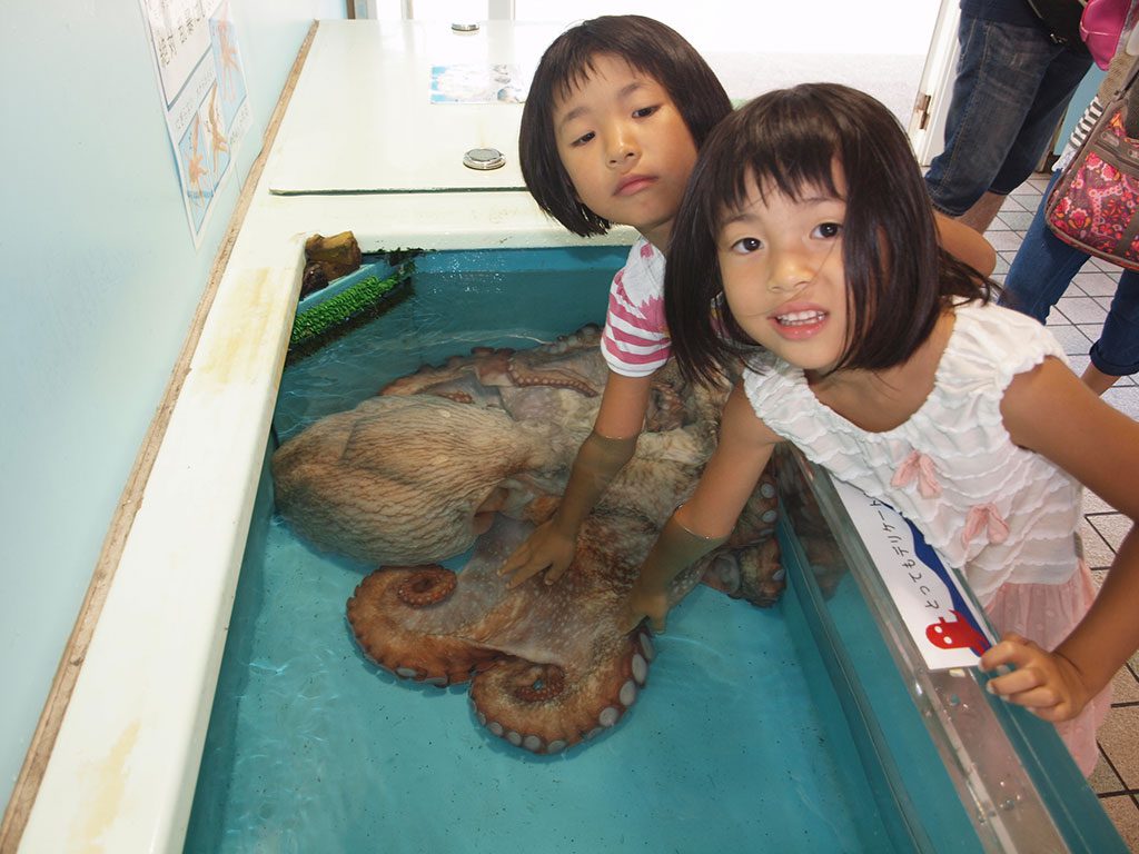 特大のミズダコの頭や吸盤にさわる子どもたち／越前松島水族館（福井県坂井市）