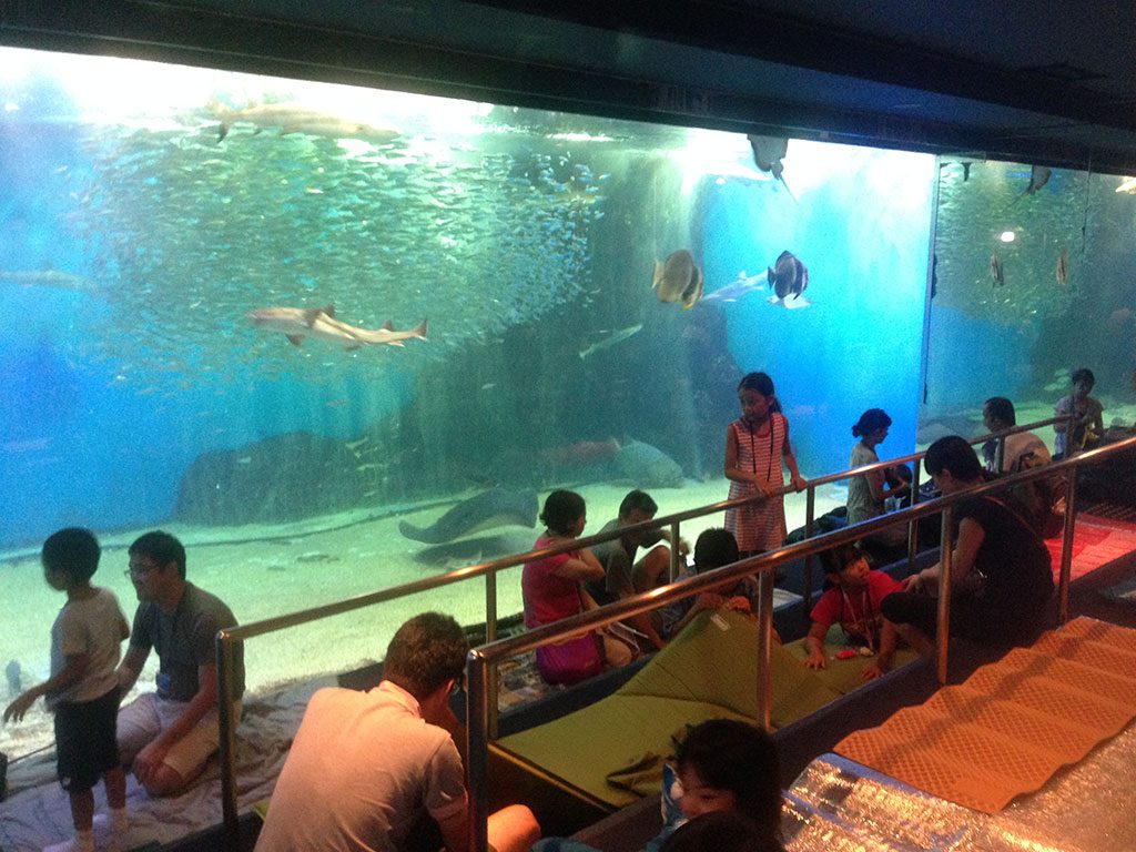 水槽の前でお泊まり体験／越前松島水族館（福井県坂井市）