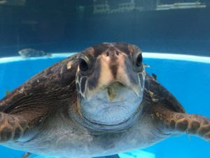 跳び箱やプールが水槽に?! むろと廃校水族館は、小学校ならではの展示が話題