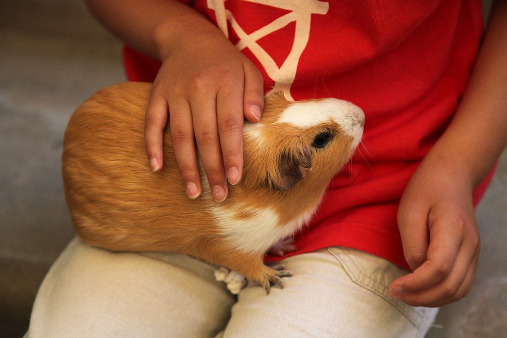 井の頭自然文化園は、放し飼いのリスやモルモットふれあい体験が人気！