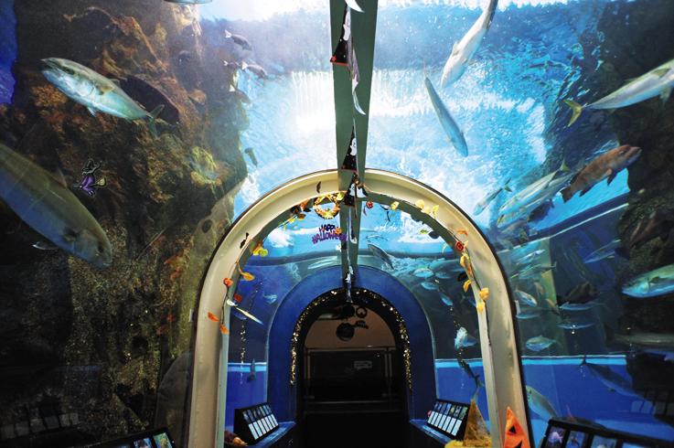 富山湾大水槽のトンネル／魚津水族館（富山県魚津市）