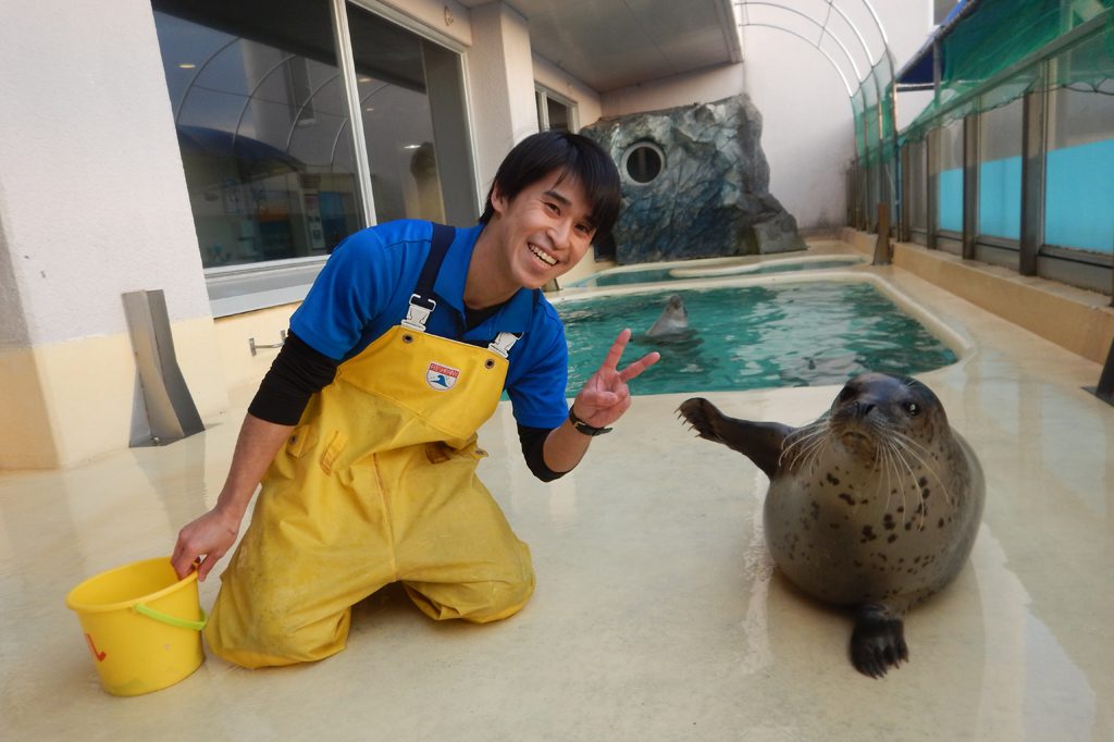 ゴマフアザラシ／魚津水族館（富山県魚津市）