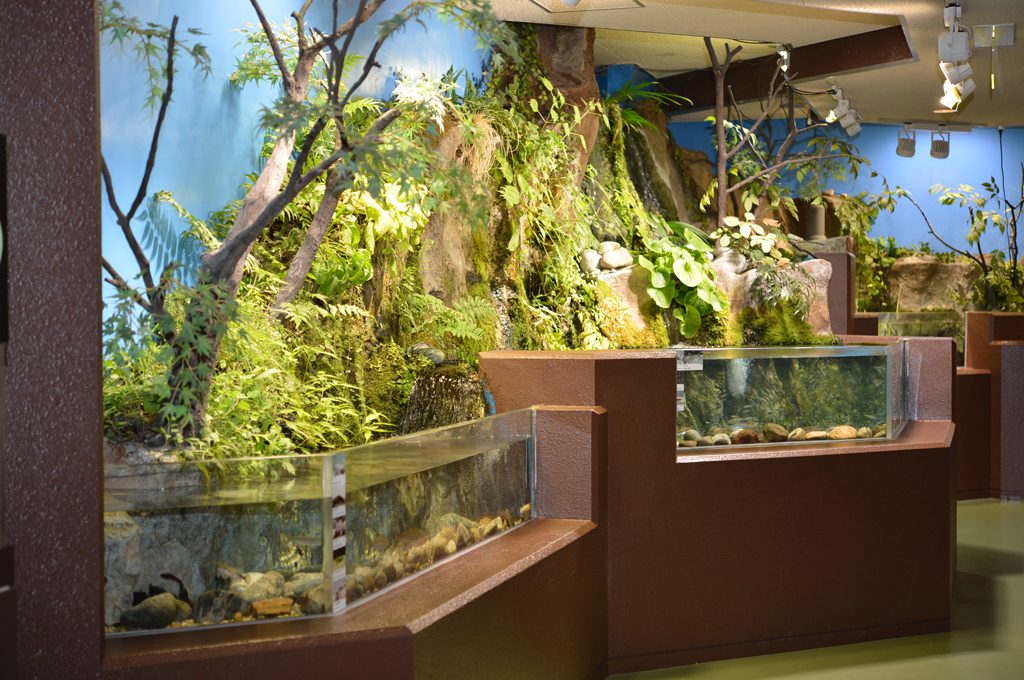 富山の河川コーナー／魚津水族館（富山県魚津市）