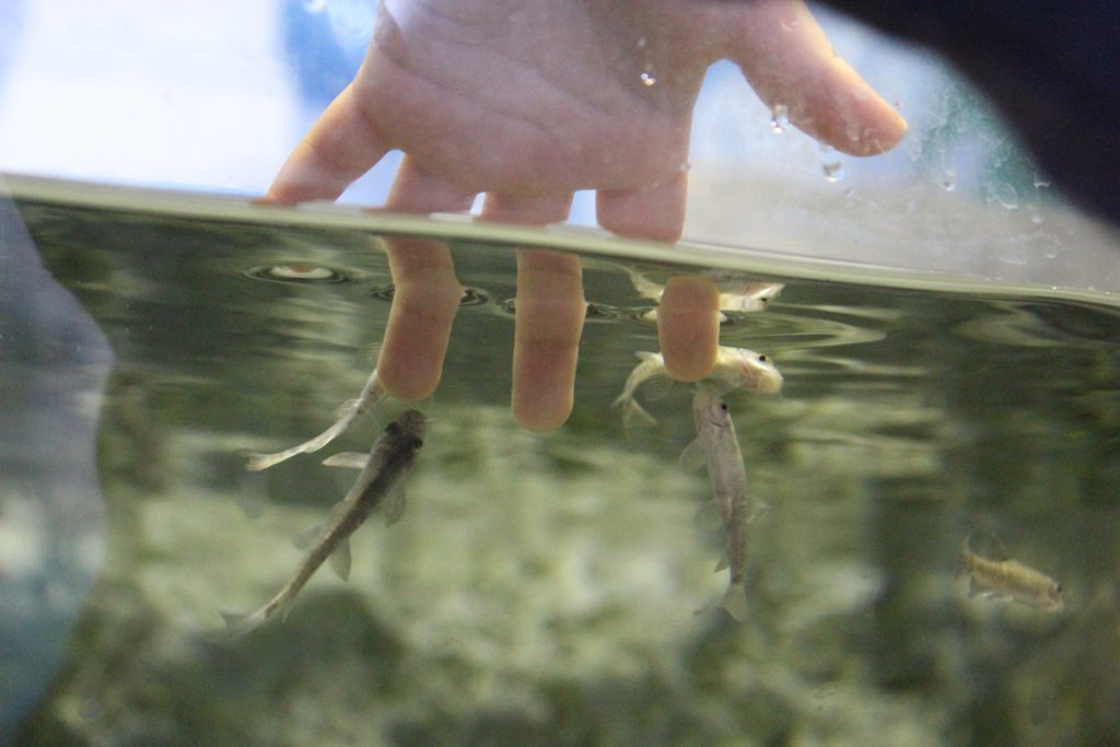 水槽に手を入れるとガラが角質を食べてくれる／魚津水族館（富山県魚津市）