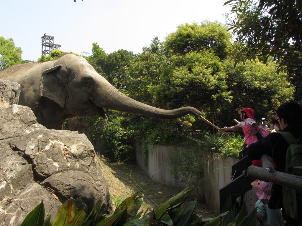 到津の森公園（北九州市）は、ゾウのエサやりなど動物とのふれあい体験が人気！