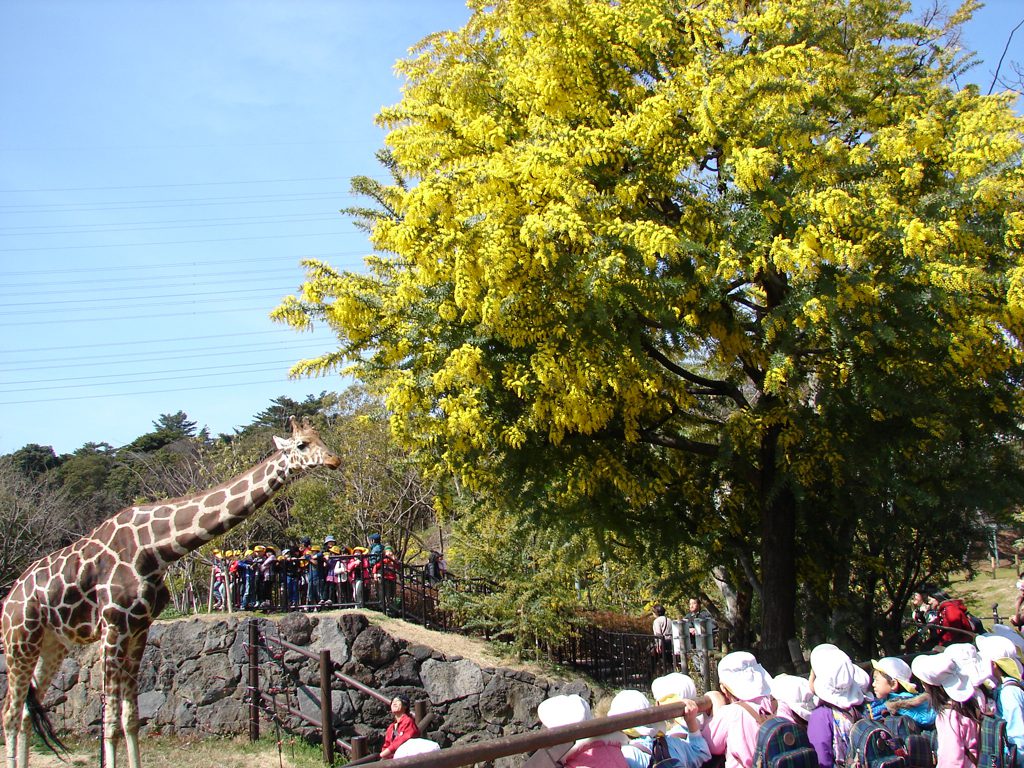 黄色のミモザとキリン／到津の森公園（福岡県北九州市）