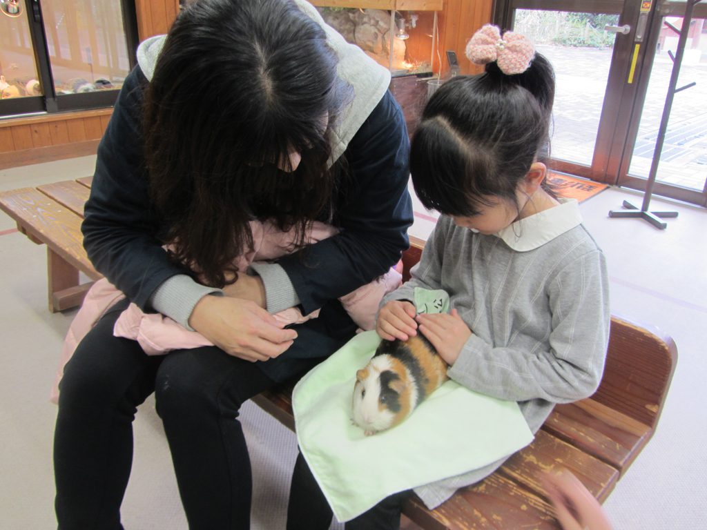 ふれあい動物園でモルモットを抱っこ／到津の森公園（福岡県北九州市）