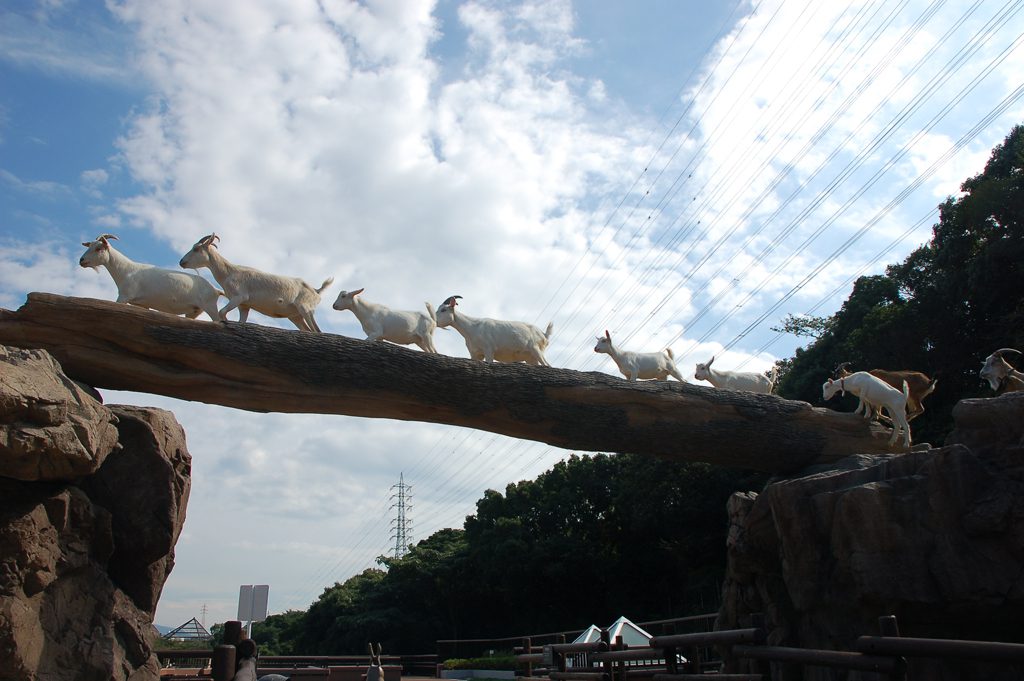 ヤギたちが並んで丸太の橋を渡る「ヤギの橋渡り」／到津の森公園（福岡県北九州市）