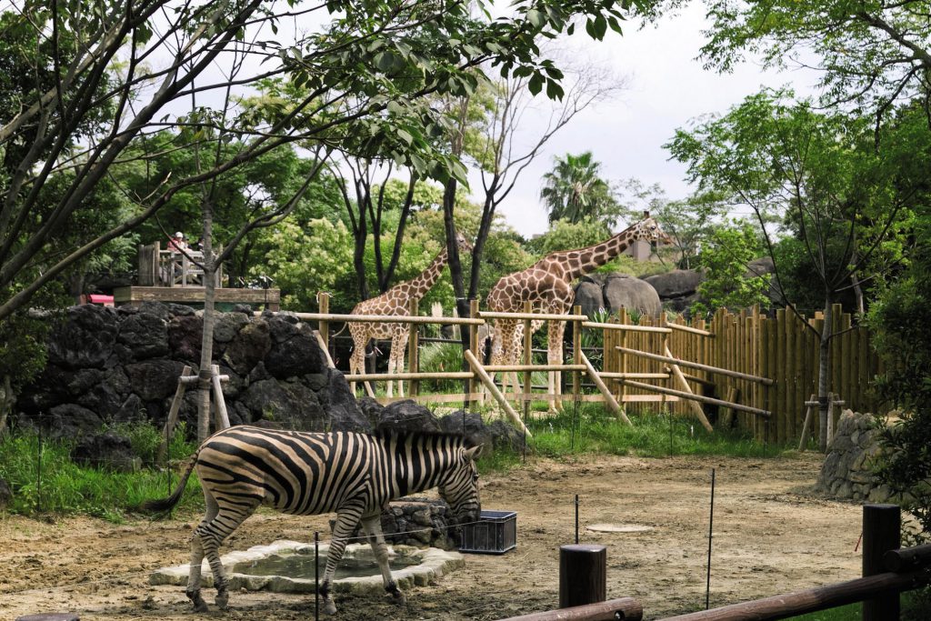 「草原の世界」のシマウマやキリン／到津の森公園（福岡県北九州市）