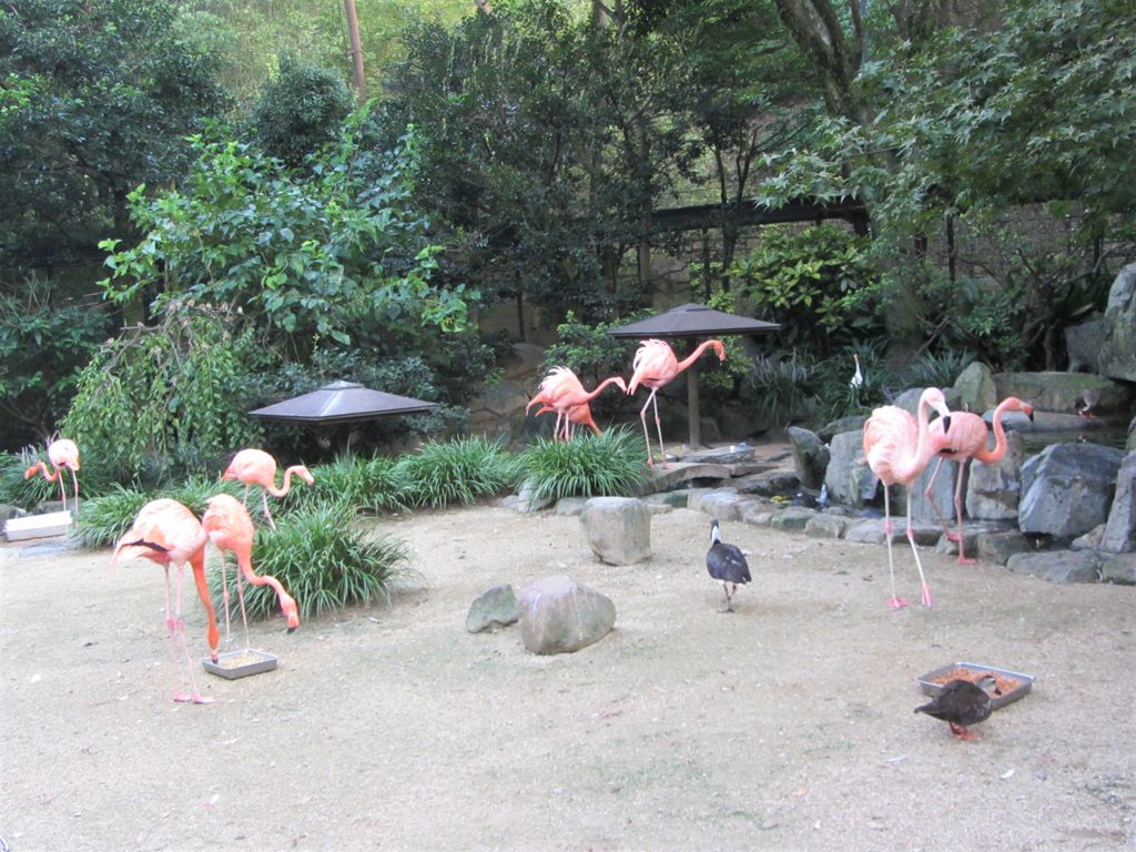 ベニイロフラミンゴなどを間近で観察／到津の森公園（福岡県北九州市）