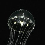 クラゲの姿に癒やされる！九十九島水族館海きららの見所