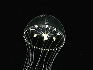 クラゲの姿に癒やされる！九十九島水族館海きららの見所