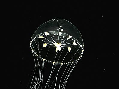 クラゲの姿に癒やされる！九十九島水族館海きららの見所