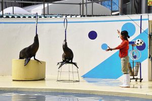 ペンギンを間近で見られる「ペンパラ」が新登場！「伊豆・三津シーパラダイス」
