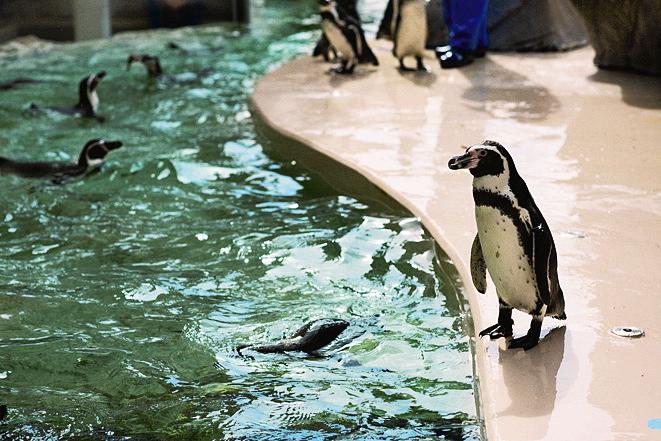 新潟市水族館 マリンピア日本海は、海と人との物語を紡ぐ新しい水族館