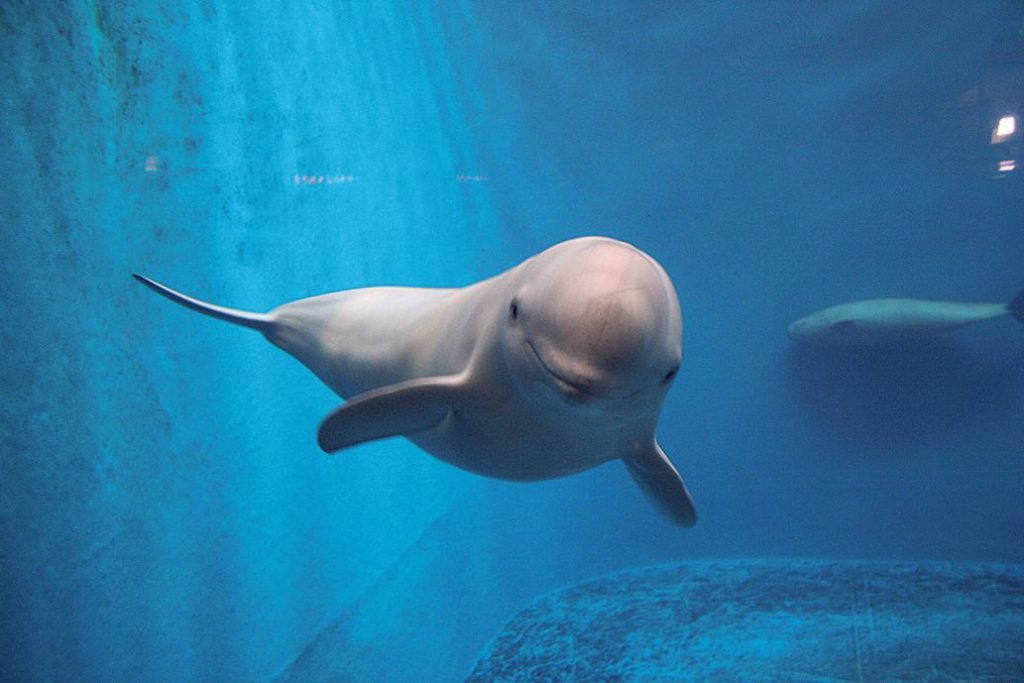 広さ・飼育種類数は日本最大規模！鳥羽水族館の見所をご紹介