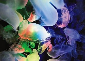 幻想的なクラゲの世界に夢中！鶴岡市立加茂水族館は子ども連れにおすすめ
