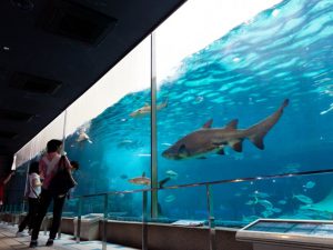 カピバラと足湯?! 須磨海浜水族園（神戸）はエサやりやショーなど楽しい体験が満載