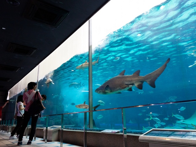 カピバラと足湯?! 須磨海浜水族園（神戸）はエサやりやショーなど楽しい体験が満載