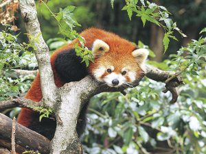 動物との距離が近いアットホームな池田動物園