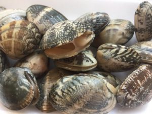 アサリ/潮干狩りのコツ!