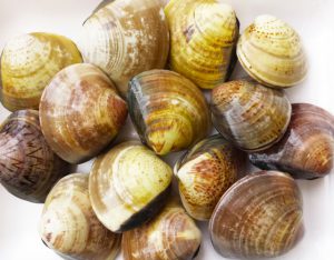 ハマグリ/潮干狩りのコツ!