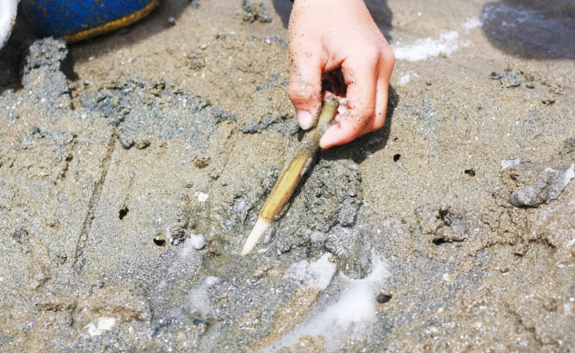 潮干狩りのコツ！アサリ・ハマグリ・バカ貝・マテ貝の上手な採り方・持ち帰り方