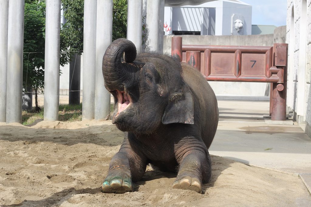 日本に一頭！ボルネオゾウ「ふくちゃん」／福山市立動物園（広島県／福山市）
